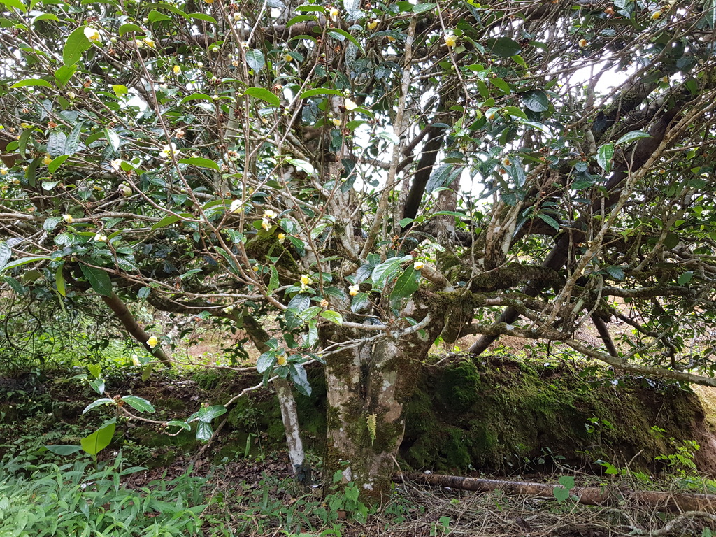 A gushu tea tree somewhere in the jungle of Lincang. Picture by the author